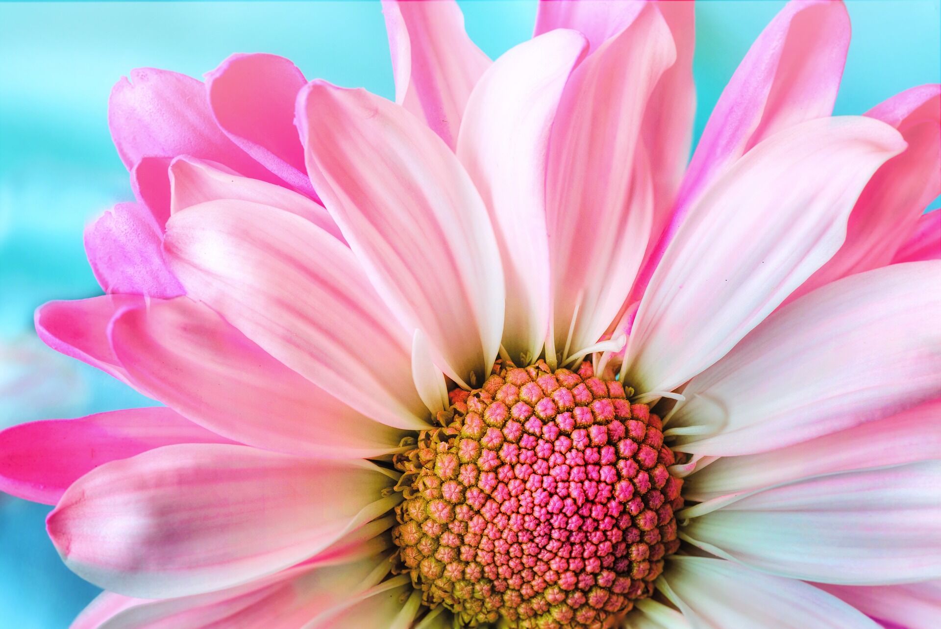 Flor primavera.jpg