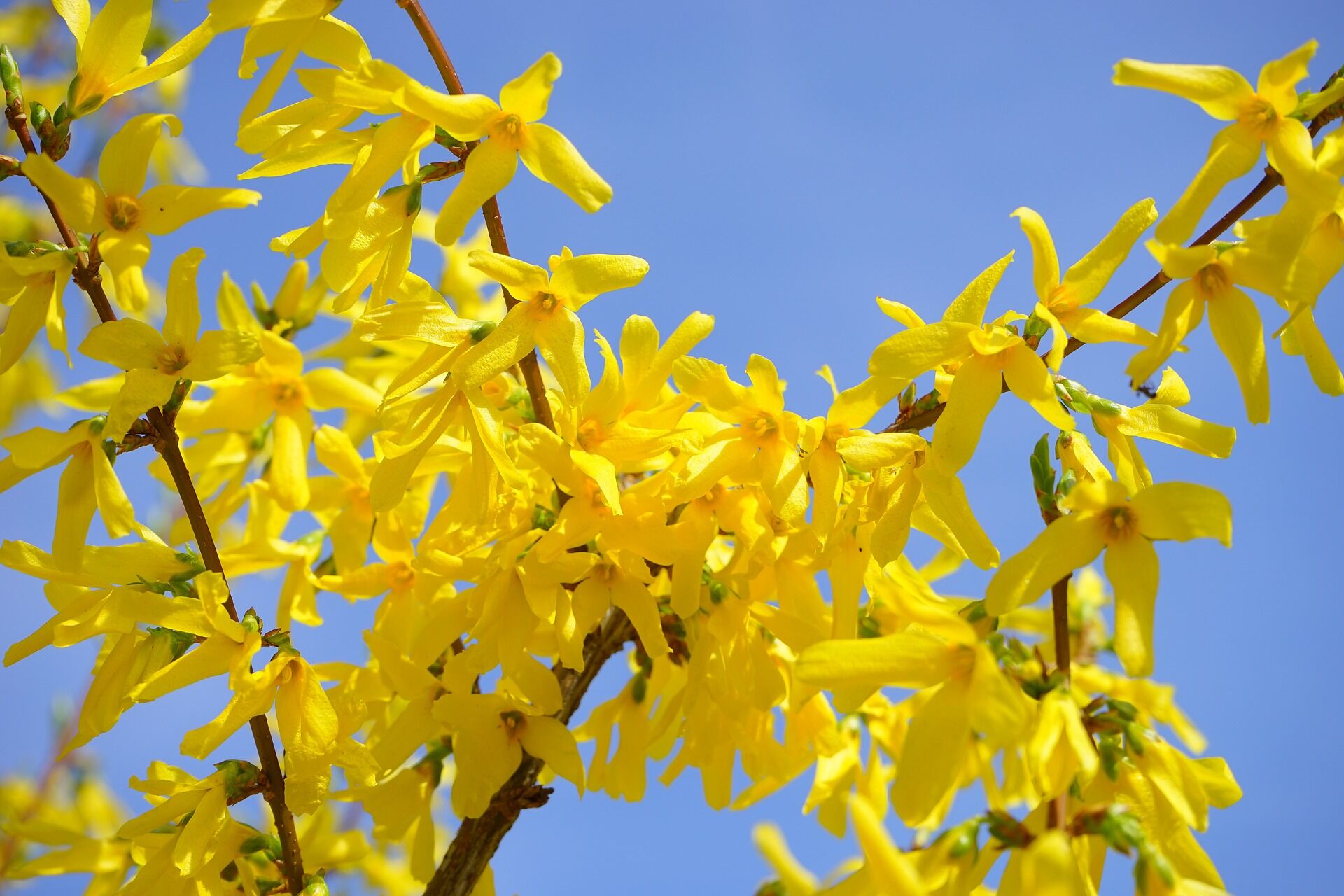 forsythia-324049_1920.jpg